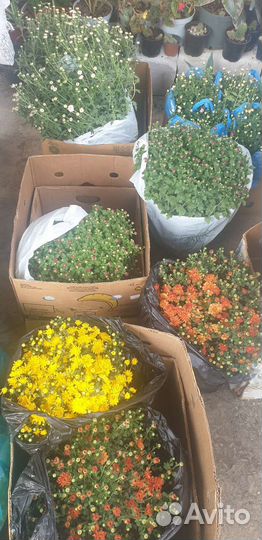 Хризантема мультифлора