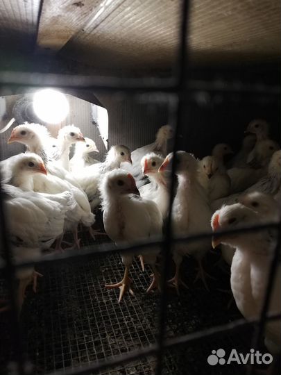 Цыплята 2 месяца