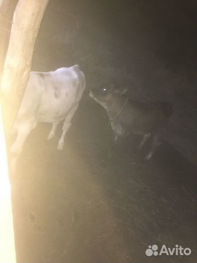 Продается телочки