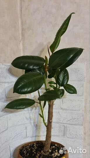 Фикус каучуконосный