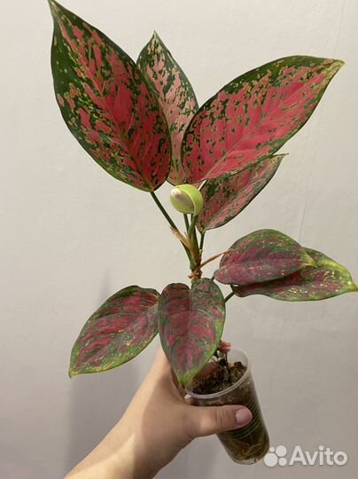 Филодендрон