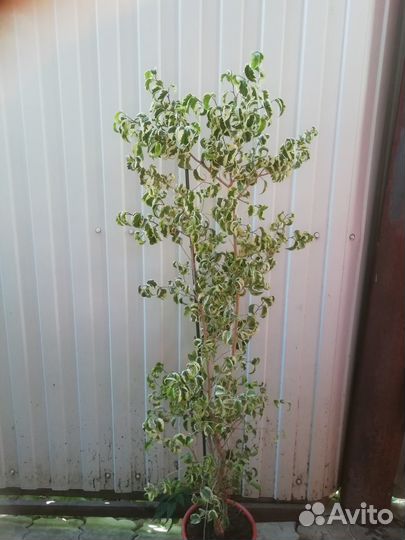 Фикус Барок Вариегатный