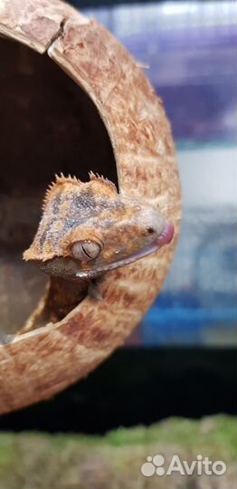 Реснитчатый бананоед