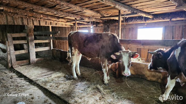 Быки племеные 3 головы, Лошадь кобыла