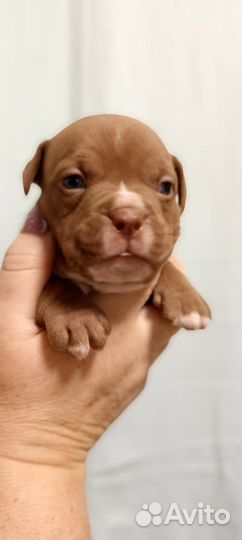 Американский булли