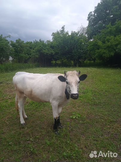 Корова телка