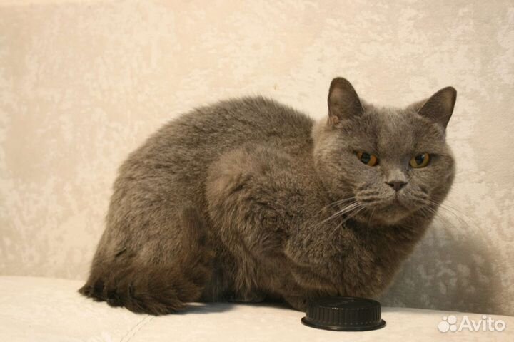 Британская