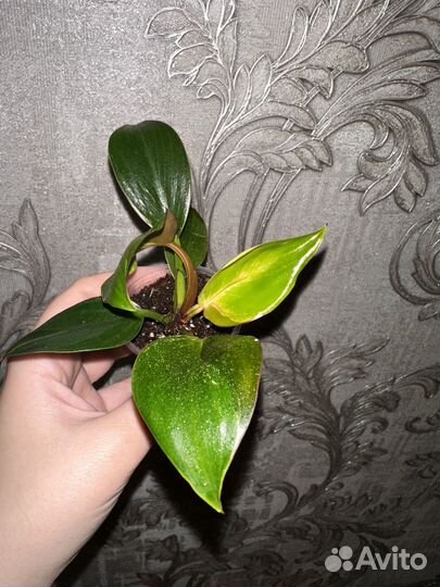 Филодендрон