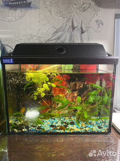 Аквариум
