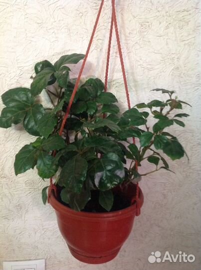 Циссус ромболистный (березка)