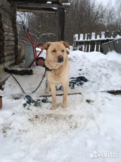 Собака в добрые руки