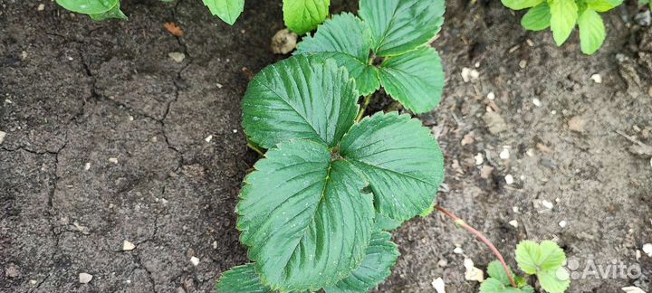 Малина,клубника ремонтантная сортовая