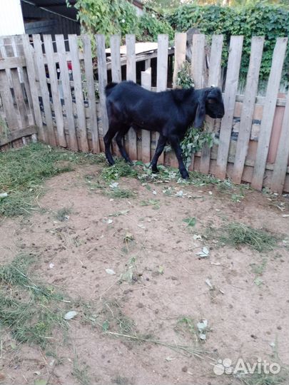 Продаются нубийские козы