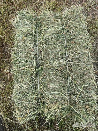 Сено 2024 года В наличии