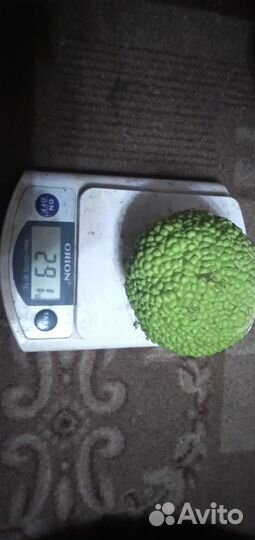 Плоды маклюры (ложный апельсин)