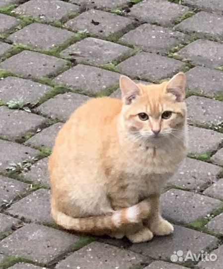 Котята в добрые руки даром