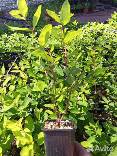 Жимолость Нимфа