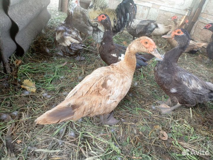 Индоутки и кряклы