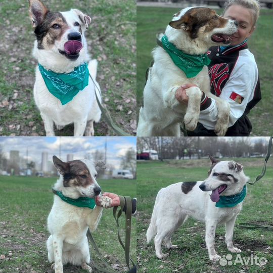 Собака, Олли ждет семью