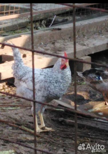 Молодые петухи