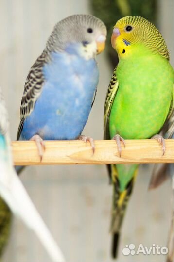 Волнистые попугаи малыши в ваш дом