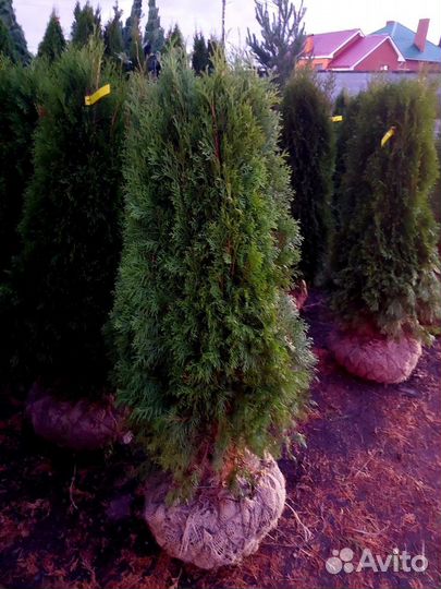 Туя смарагд саженцы