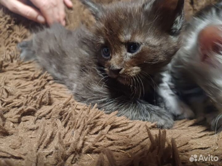 Котята мейн-кун