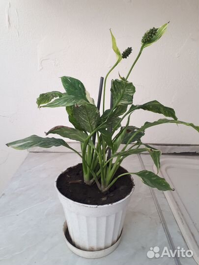 Спатифиллум- женское счастье