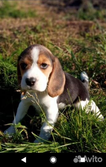 Щенки бигля