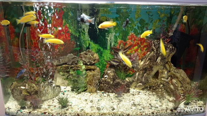 Аквариум с тумбой, оборудование, декор, рыбки