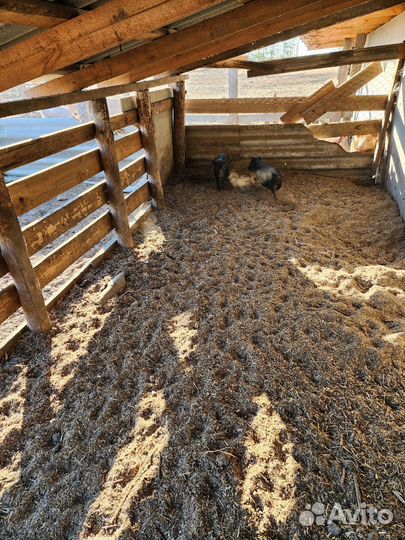 Сельхоз животные