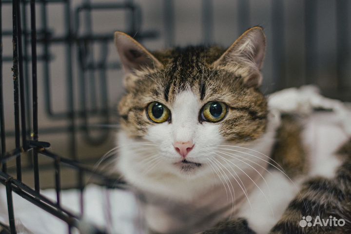 Кошка в дар