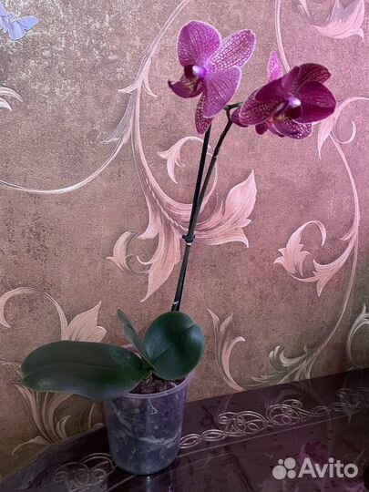 Продам орхидею
