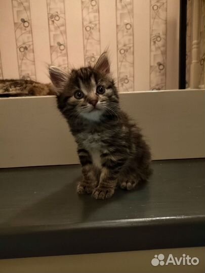 Продам котят