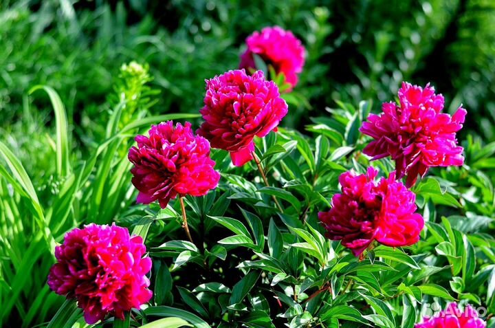 Пионы саженцы корни