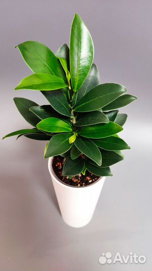 Фикус Альбомаргината, Ретуза Грин, Нина