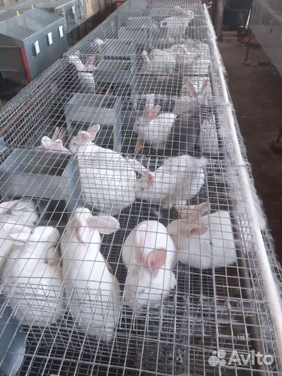 Белый Панон