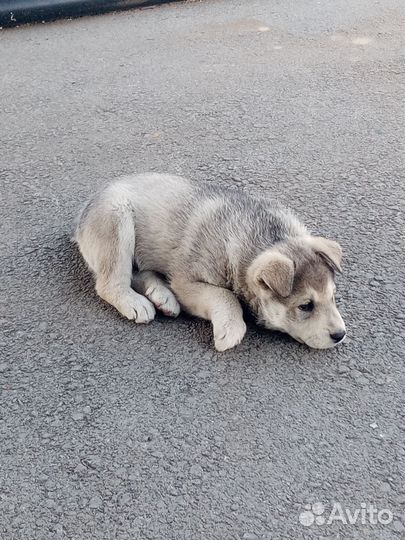 Отдам бесплатно щенка
