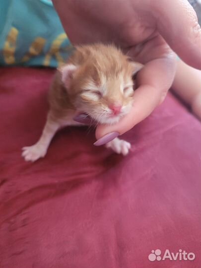 Котята Мейн Кун