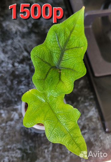 Алоказии жаклин,хетерофилла металлик и др