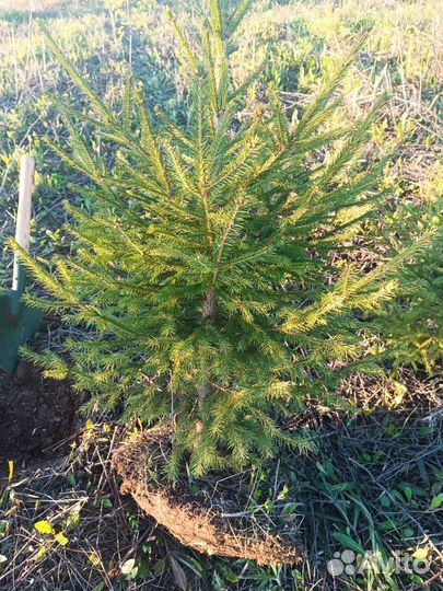 Ель живая саженец