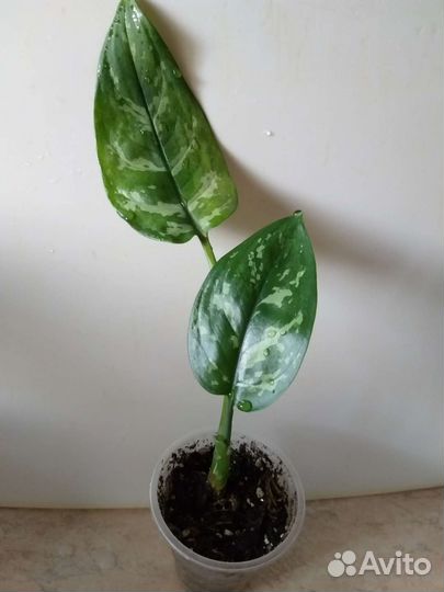 Комнатные цветочки