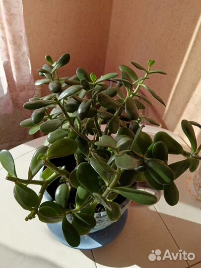 Денежное дерево Толстянка Крассула большое