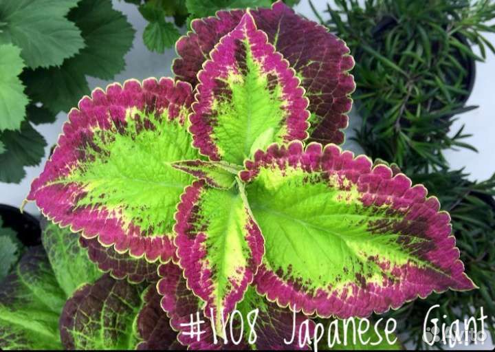 Колеусы Вегетативные (в ассортименте)