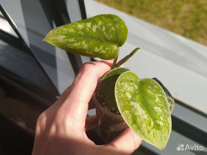 Сциндапсусы и эпипремнумы