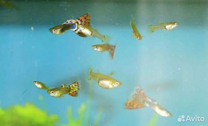 Аквариумные рыбки гуппи