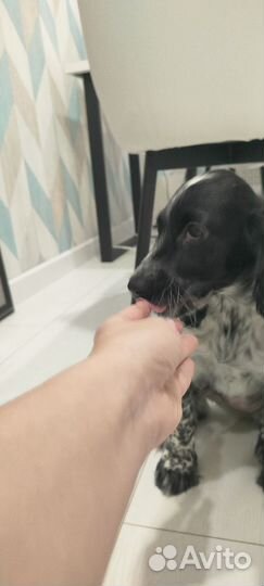 Русский спаниель щенок девочка