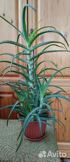 Комнатное растение алоэ