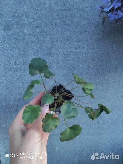 Гейзера многолетняя