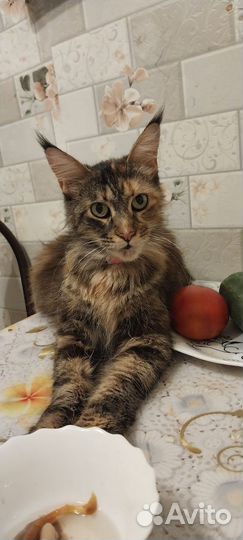 Кошка Мейн Кун в дар